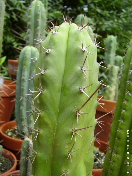 a close up of a large green cactus in pots