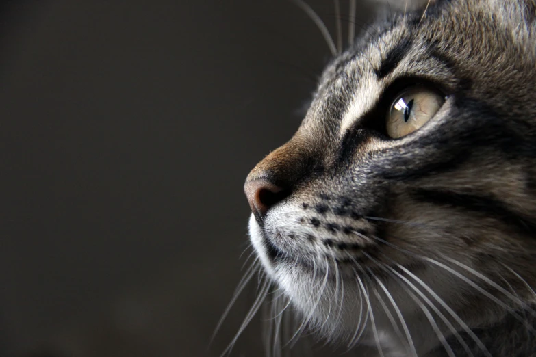 a gray cat with yellow eyes stares off to the side