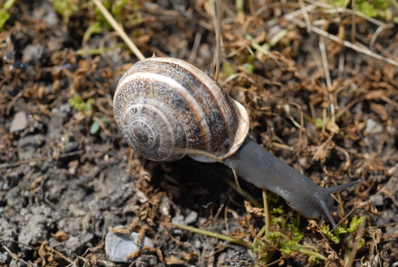 a snail is digging through some dirt and grass