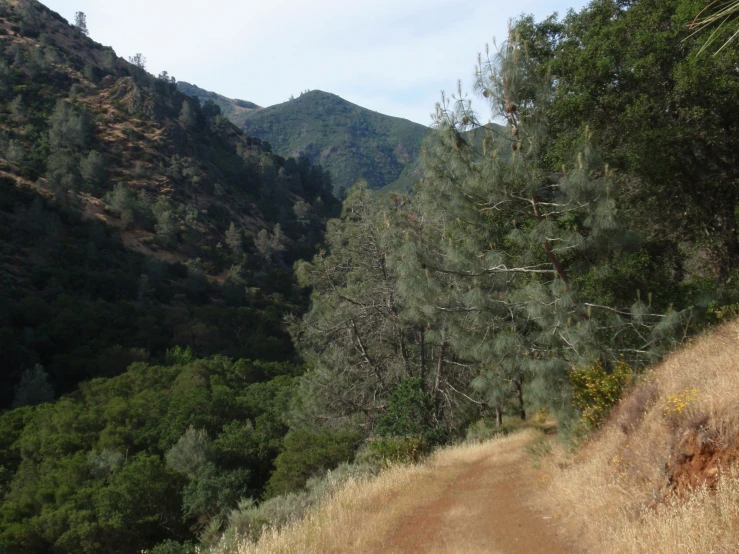 a trail through the woods leads to a green hillside