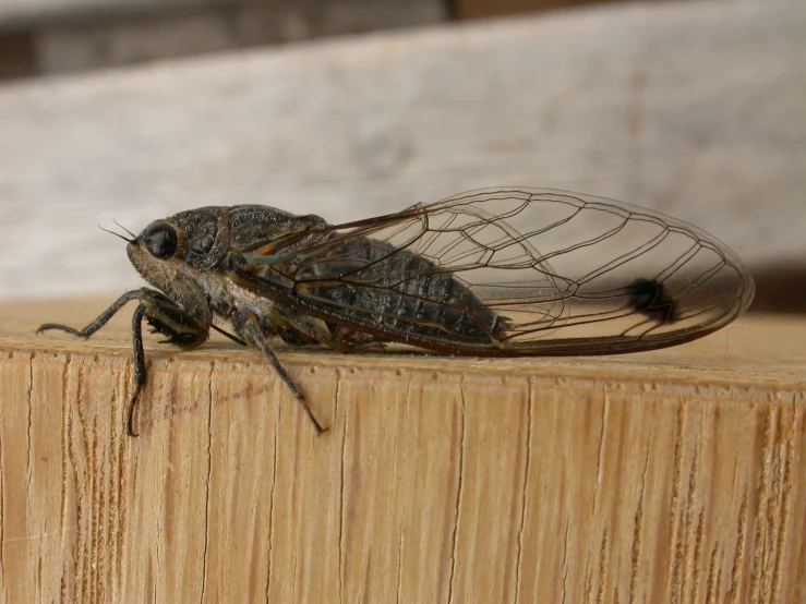 a large insect standing on top of a wooden fence