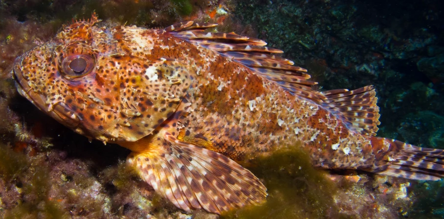 an underwater picture with a large orange and black fish