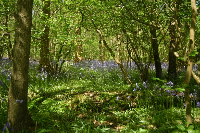 a green grassy area with a row of trees and flowers