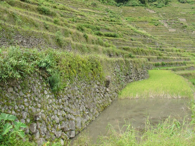 the grass on the ground is growing out of the wall