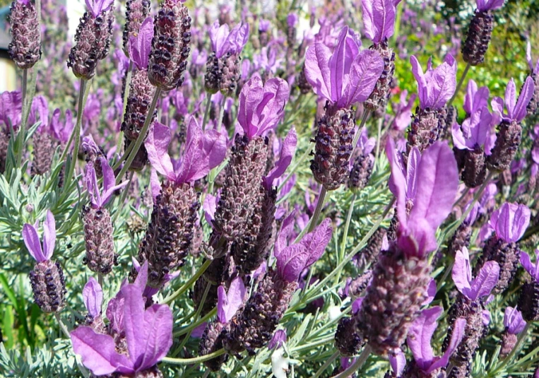 a large bunch of lavender in bloom, surrounded by green and purple plants