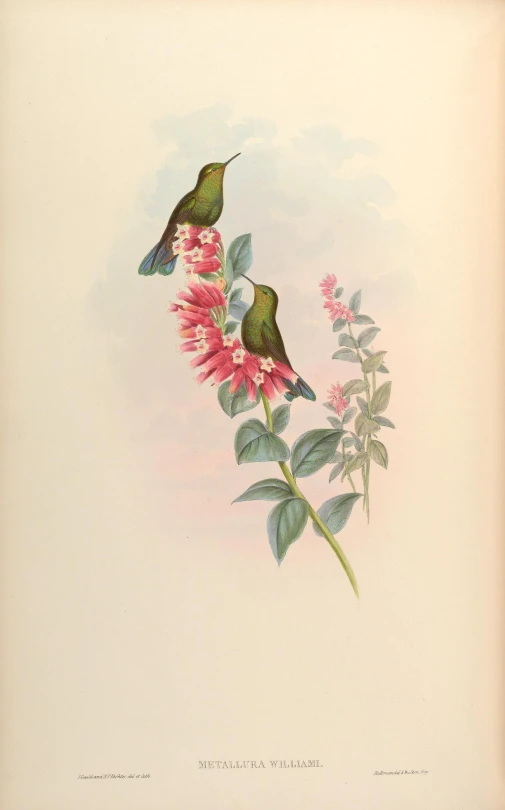 two green birds sit on a tall pink flower