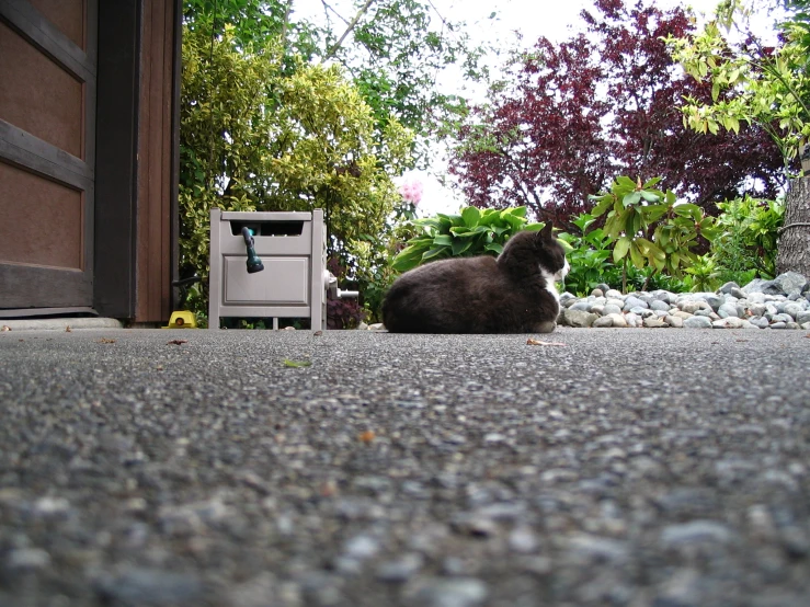 a cat sitting next to a white cabinet outside a house