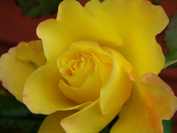 a large yellow rose that has many petals