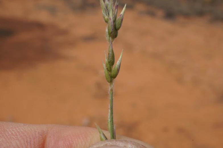 a green stem of soing in someone's hand