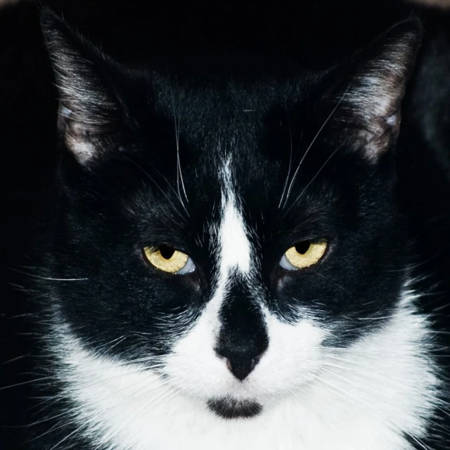 black and white cat with a yellow eyed look