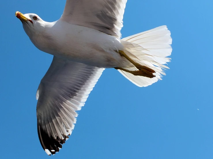 a seagull flying in a bright blue sky