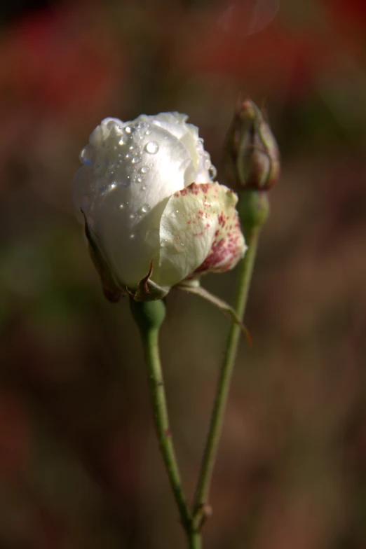 some small white flowers on a stem with dew drops