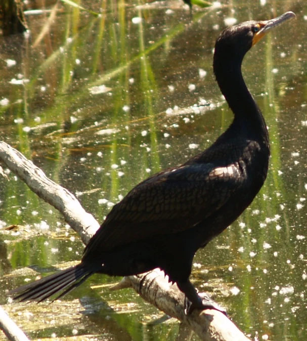 a black bird with long legs standing on a log in the water