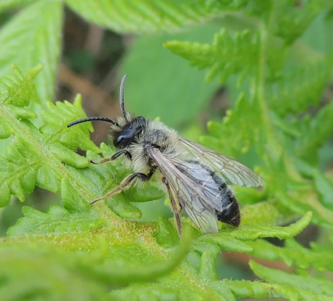 a close up of a bee sitting on a plant