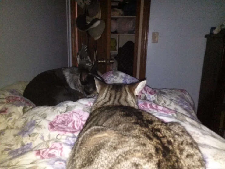 two cats sleeping on top of a bed in a room