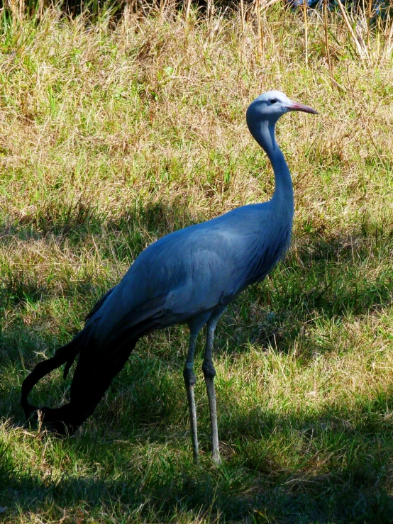 a bird with very long neck is standing in grass