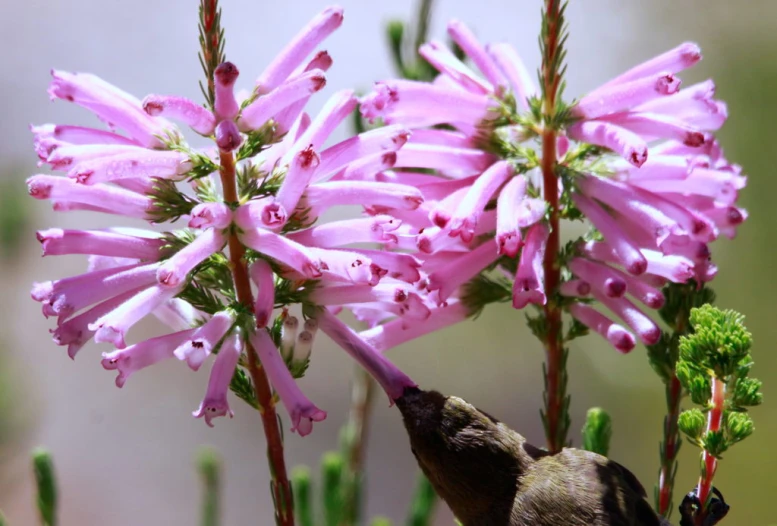 two birds are standing next to pink flowers