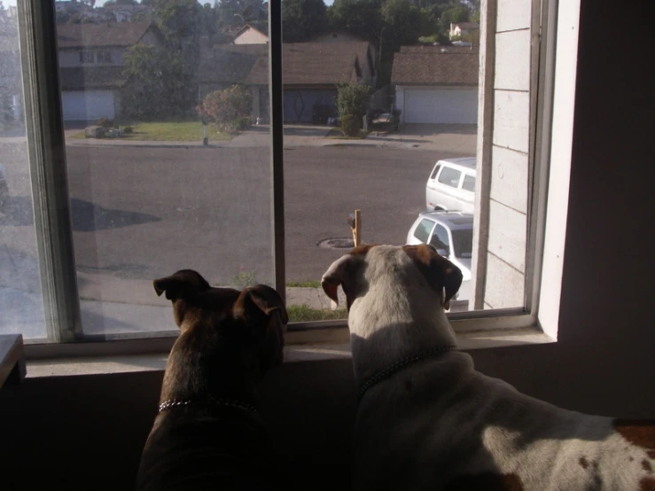 two dogs are looking out of a window