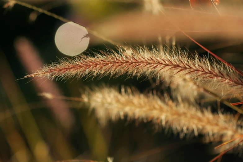 closeup of long, thin plant with small round object in the background