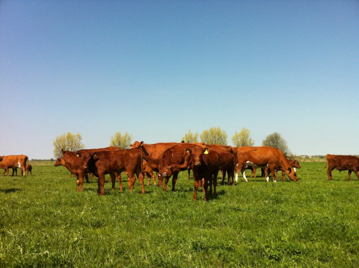 brown cows in field next to trees on sunny day