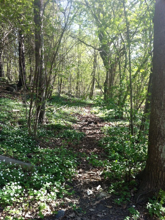 a path through a forest with wildflowers and trees