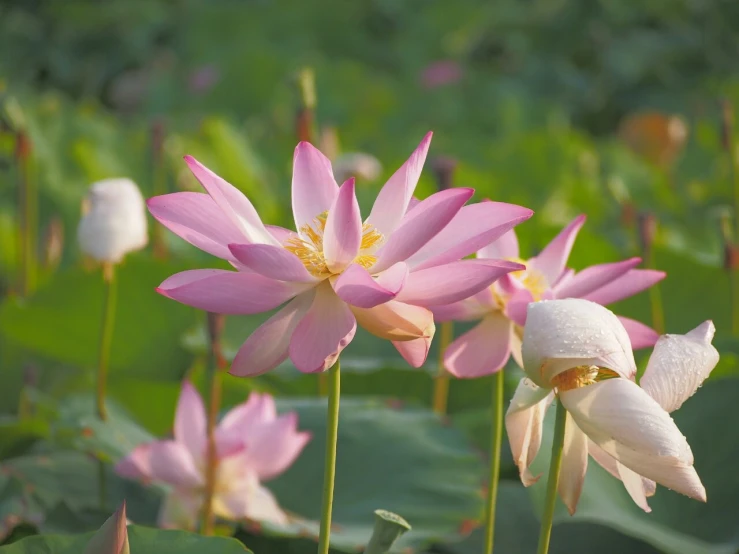 lotuss with one flower up in the middle and other flowers around