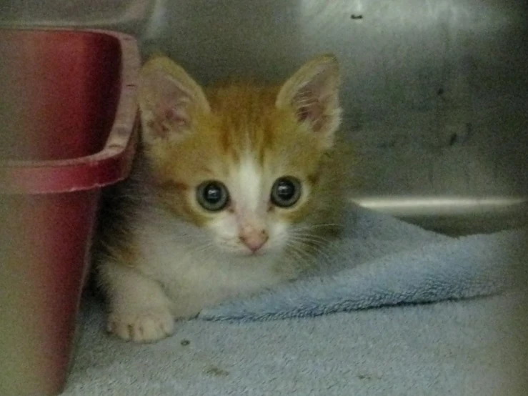 small kitten sits in metal container under a blanket
