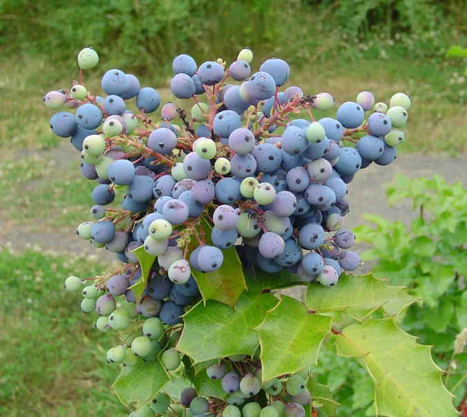 a very big bunch of berries with green leaves