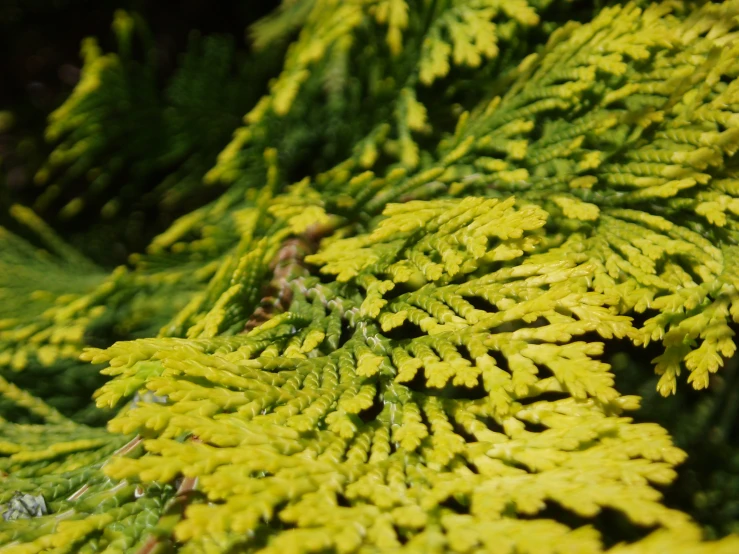 green leaves growing close together near each other