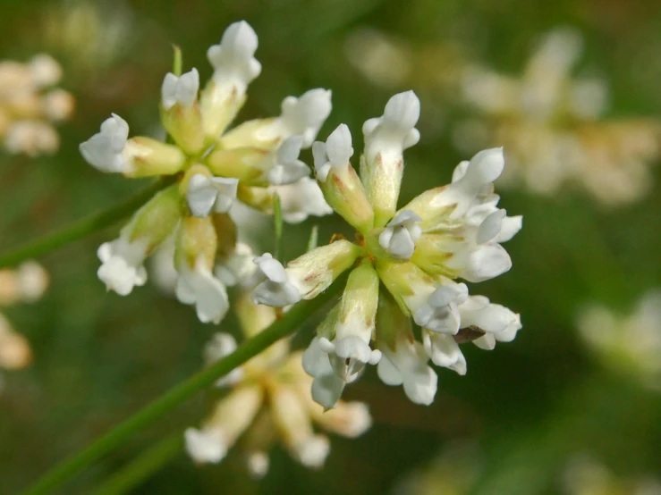 some white and yellow flowers are in a group