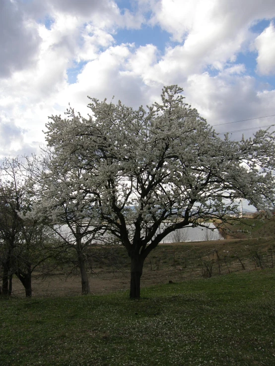 trees in an open field with white flowers