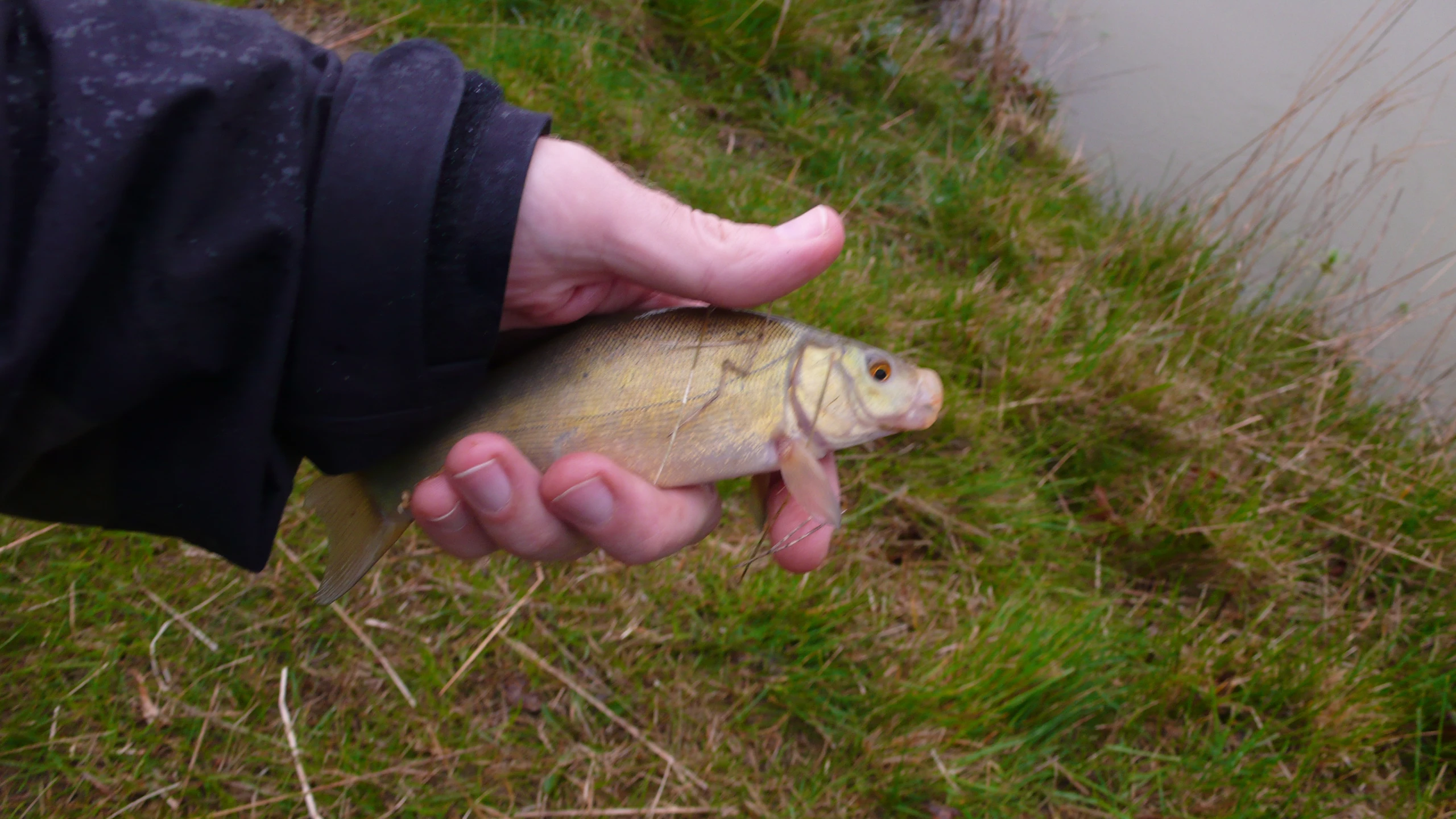a fish in someone's hand near grass