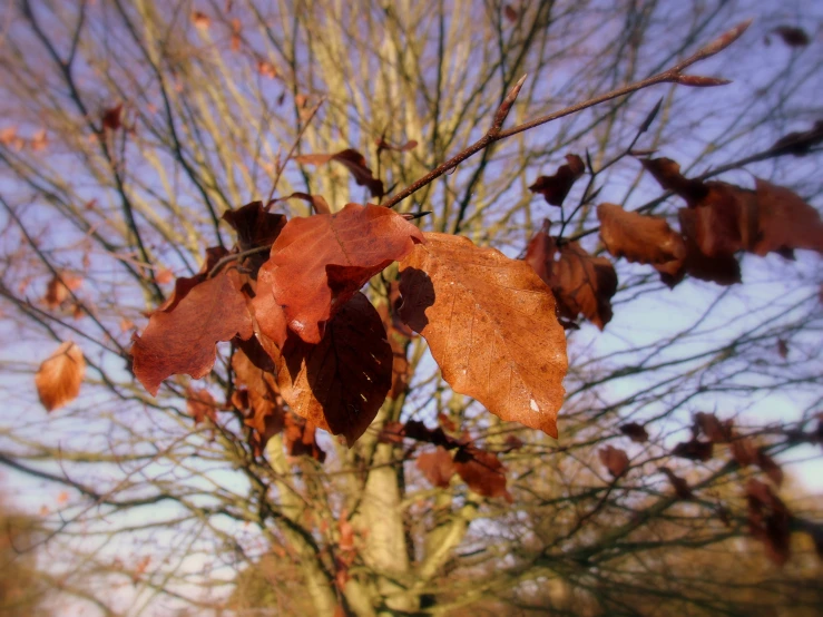 a large tree with no leaves on it in the fall