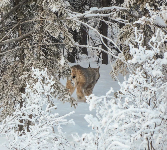 a wolf walking through snow covered woods