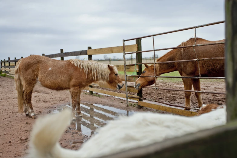 two horses drink water out of their stalls