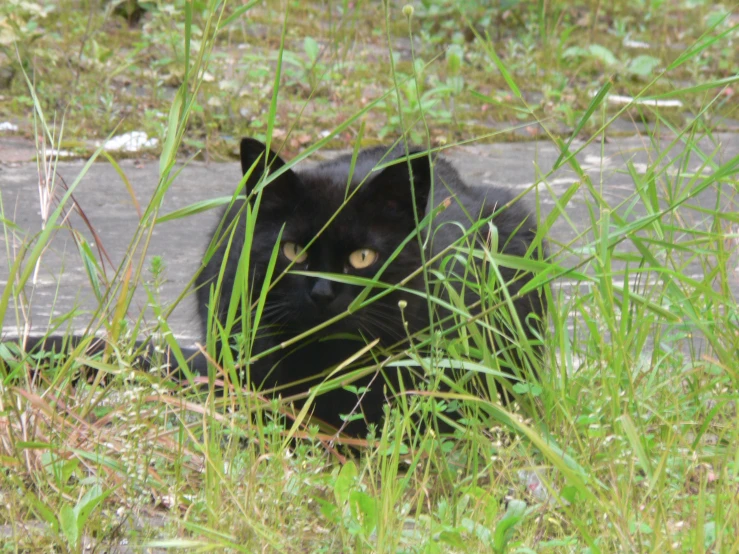 there is a black cat laying on the ground