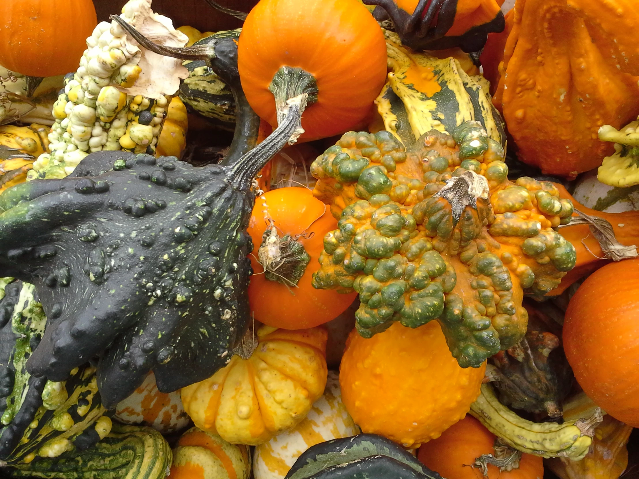 several types of pumpkins, gourds and squash