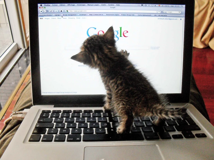 cat sitting on top of laptop keyboard watching a google screen