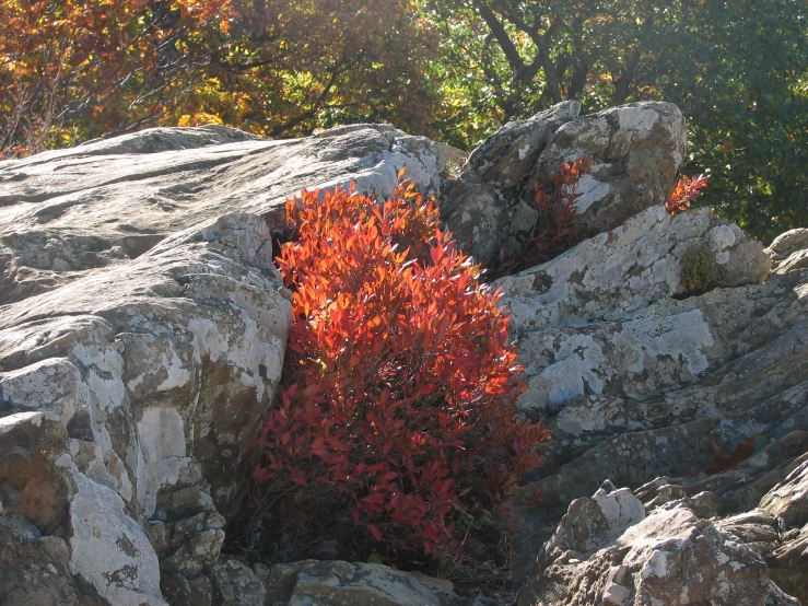 an orange plant growing out of between a stone wall