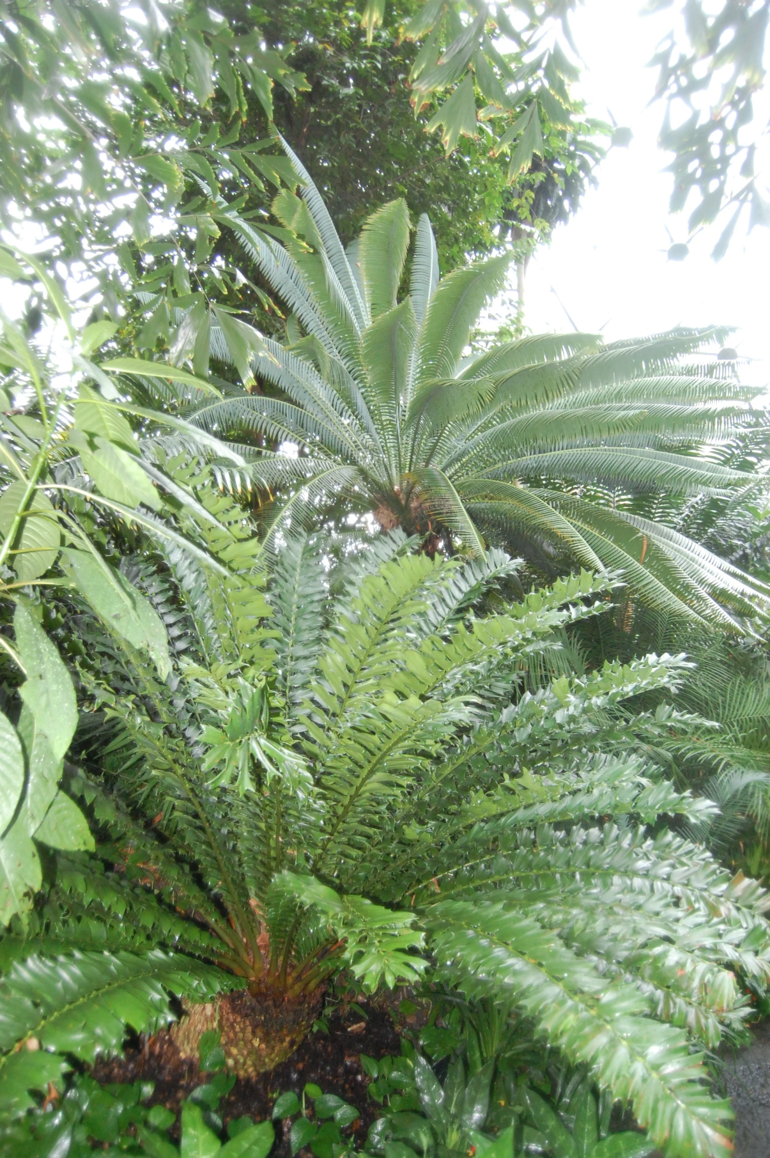 a tree surrounded by many green leaves and greenery