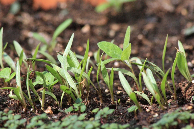 green plants sprouting out of the soil