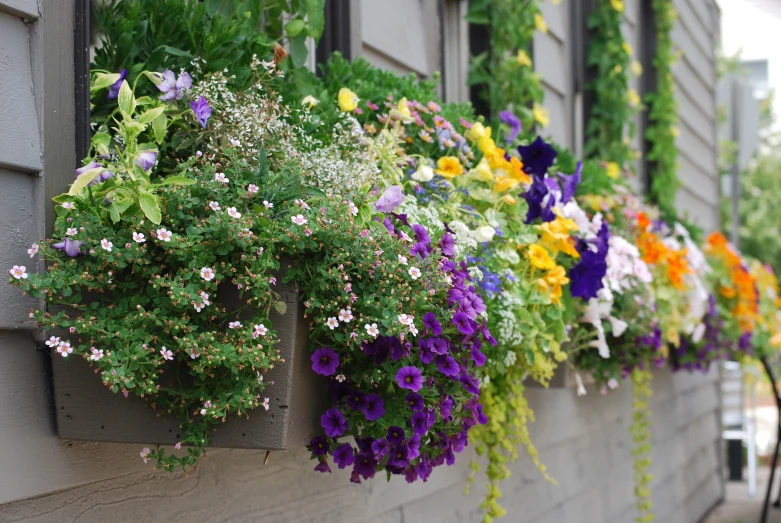 a window box with various flowers lined up on the wall