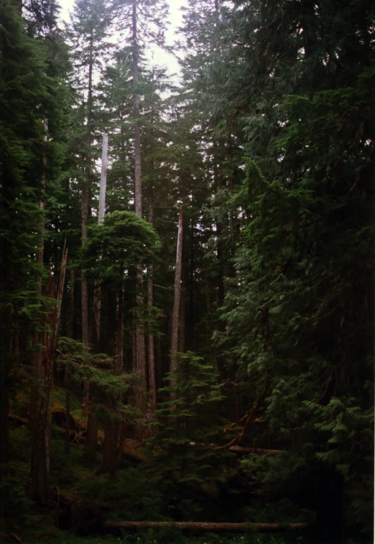 a forest filled with lots of tall green trees