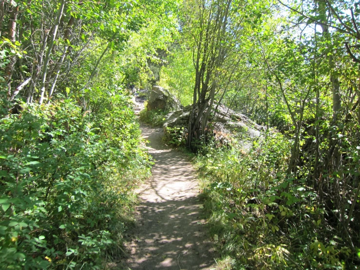 a path is surrounded by tall, lush green trees