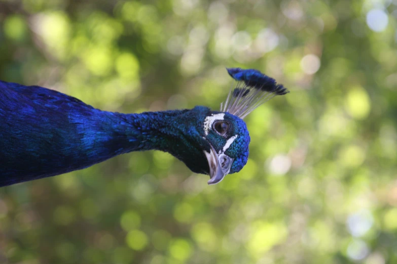 a bird with an open eye standing in front of trees