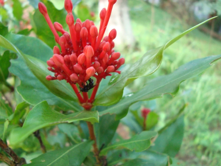 a small bug that is sitting on a red flower