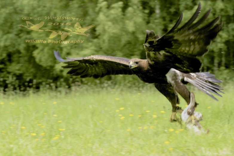 a large black bird with it's beak open in flight