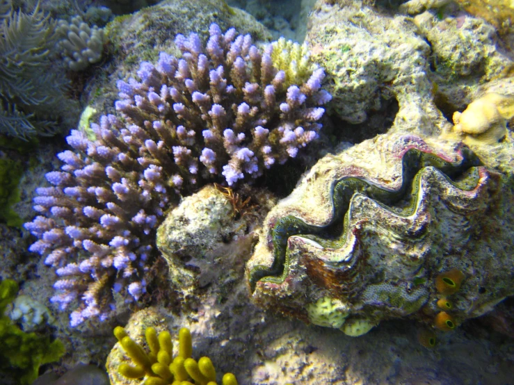 a colorful sea slug on a reef and its soft coral