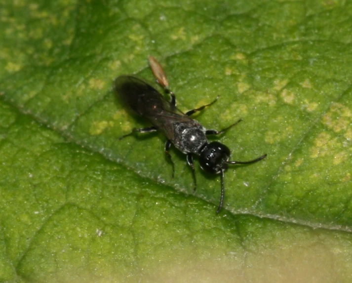 a fly sitting on top of a green leaf