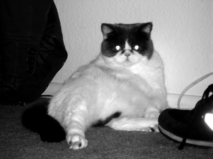 a white cat sitting on the floor next to a shoe